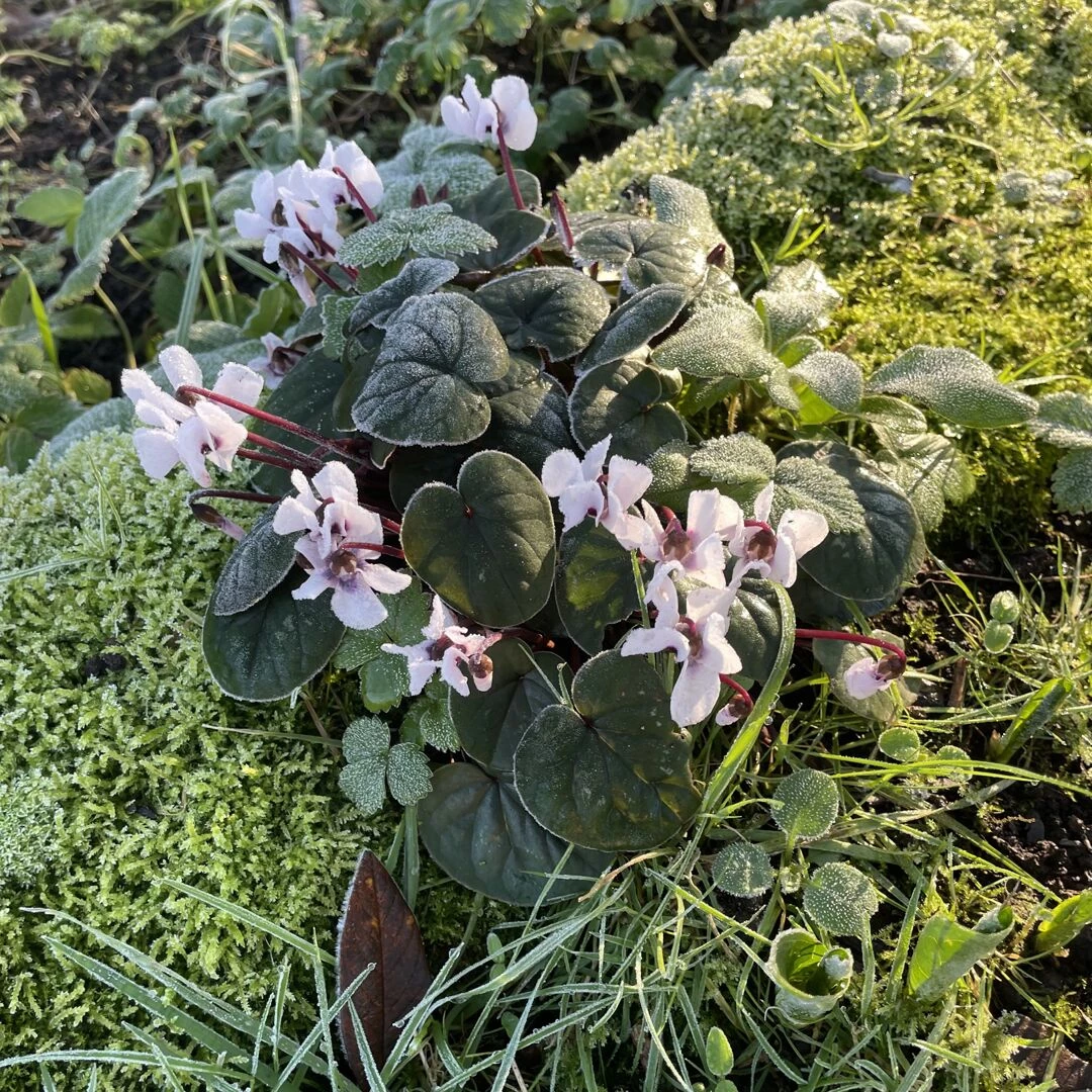 cyclamen coum