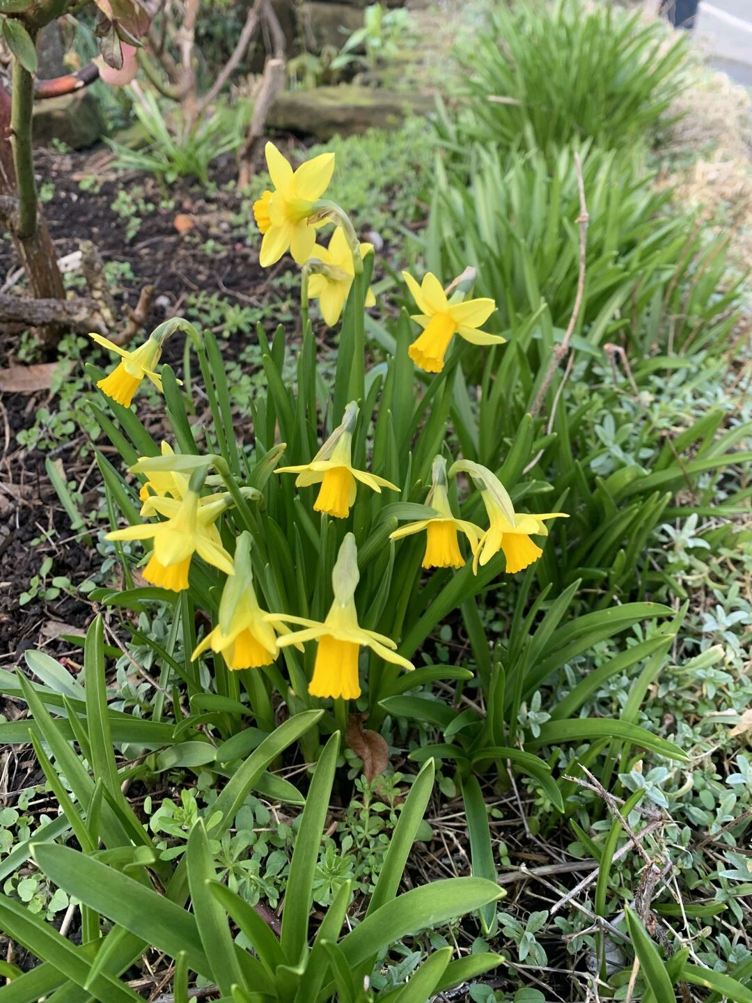daff 2
