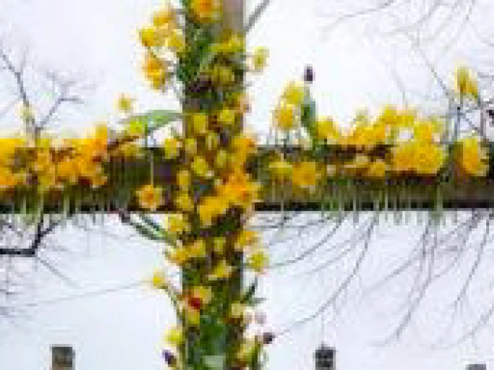 daffodil cross 1