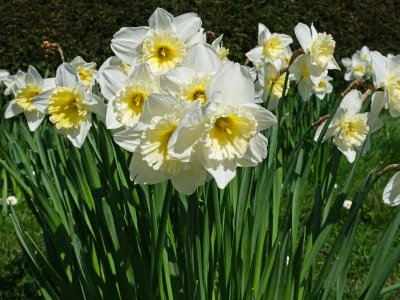 daffodils palejt0733