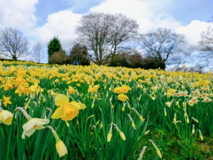 daffodils