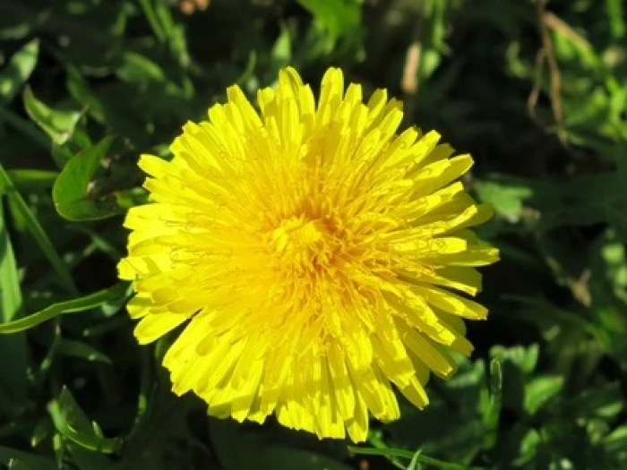 dandelion kb