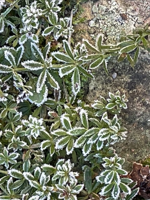 december23 garden