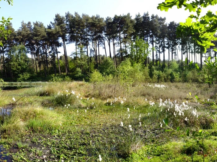 delamere forest black bog
