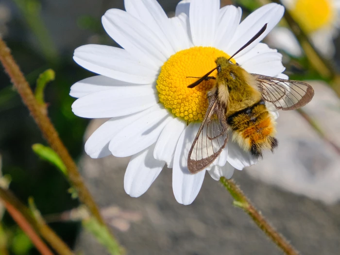 diurnal moth of the order sphingidaef3483