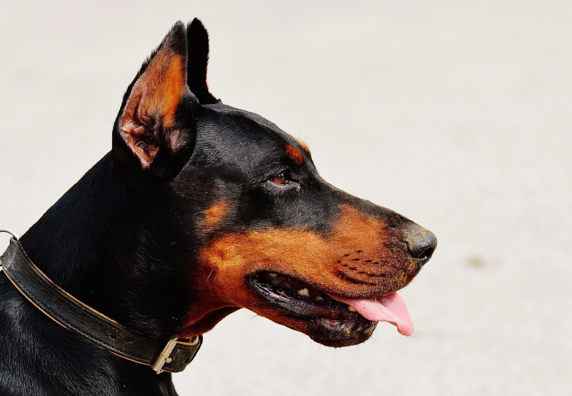doberman dog pet animal domestic dog canine mammal nature portrait animal world