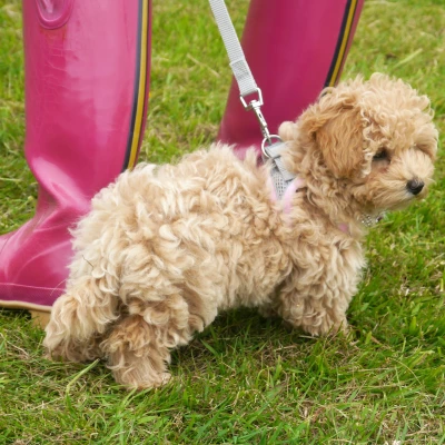 dog 1