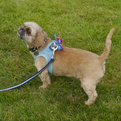 dog 7