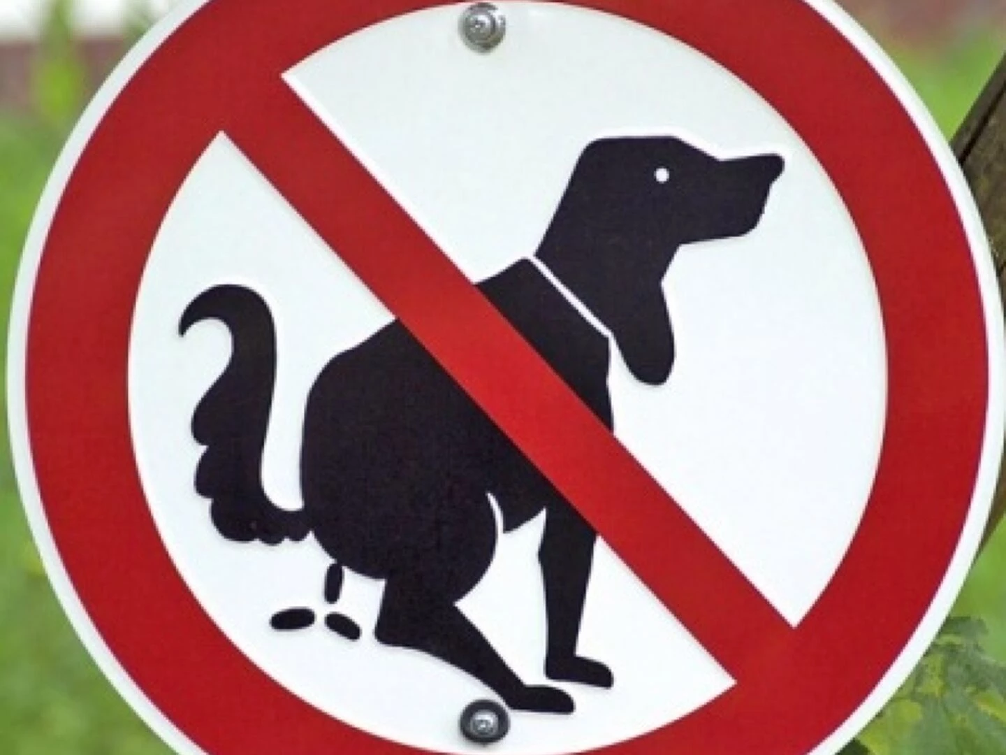 dog fouling