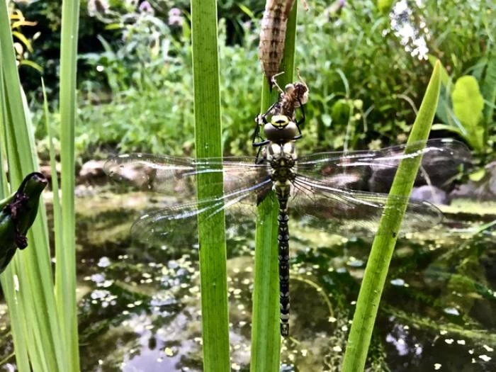 dragonflies 1