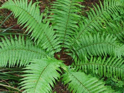 dryopteris fern  unbranched fronds