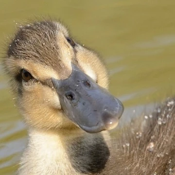 duck