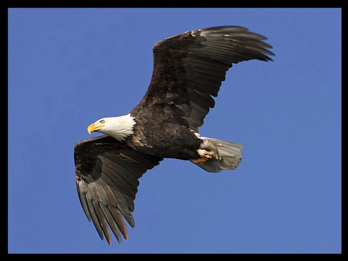 eagle isaiah4031