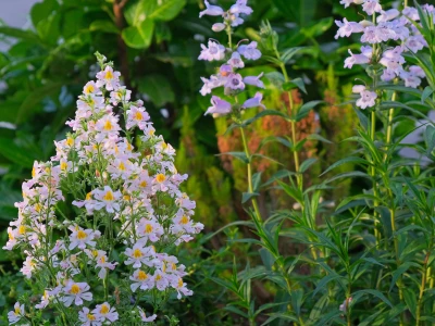 evening light