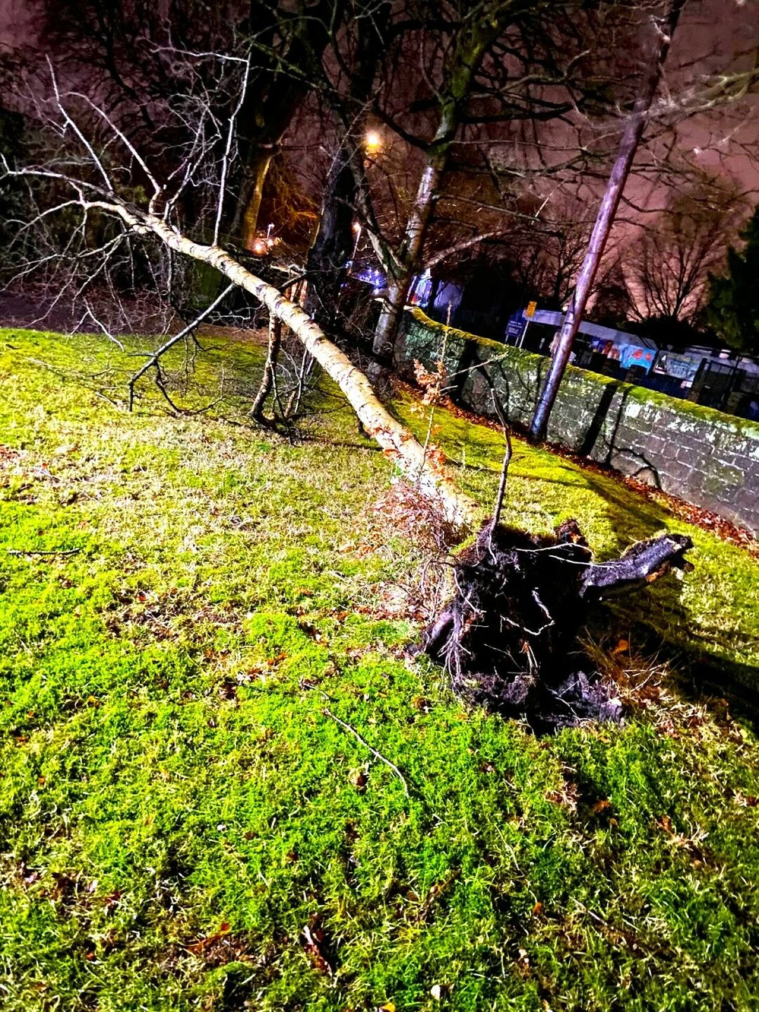 fallen tree