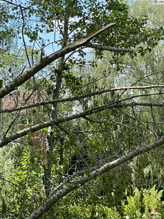 fallen trees