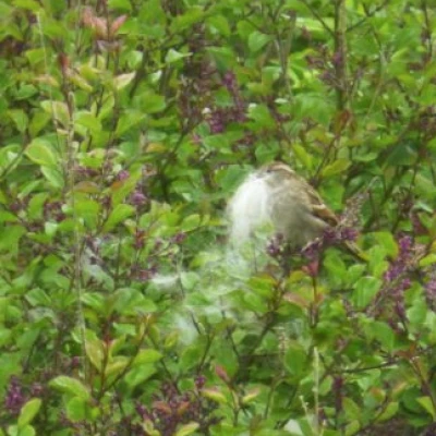 feathered friends
