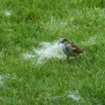 feathered friends