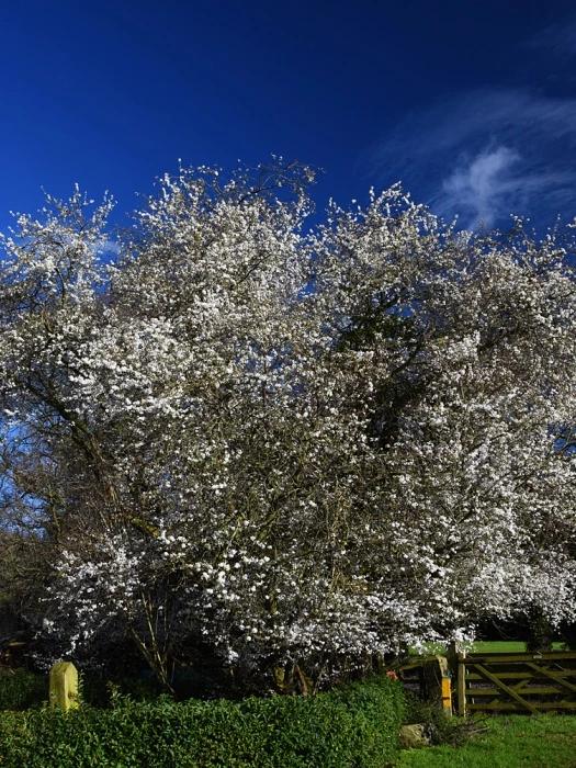 february blossom