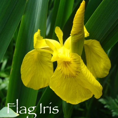 flag iris