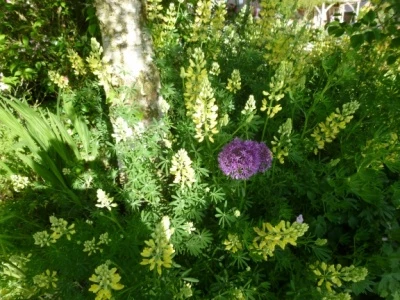 flower club j1