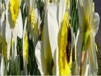 flowers inner