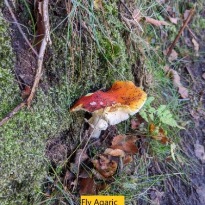 fly agaric2