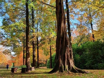 forrest bathing at tatton