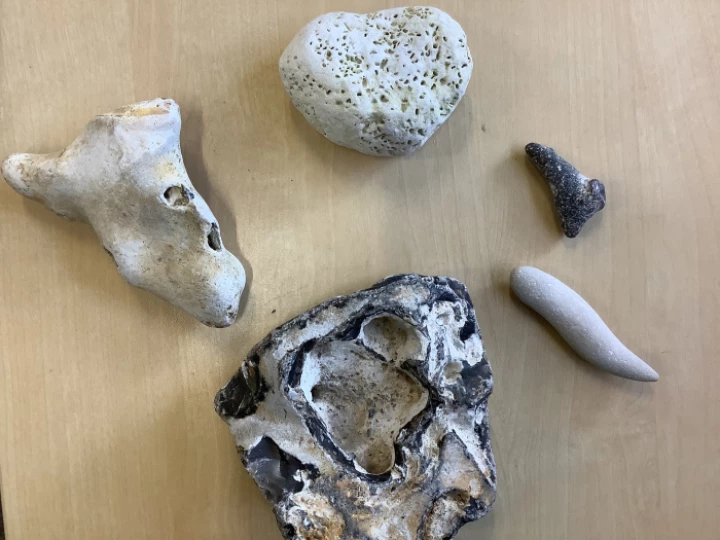 fossils