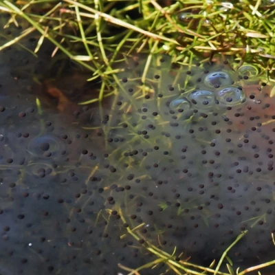 frog spawn 6 web