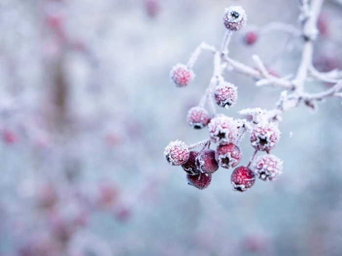 frosty morning unsplash
