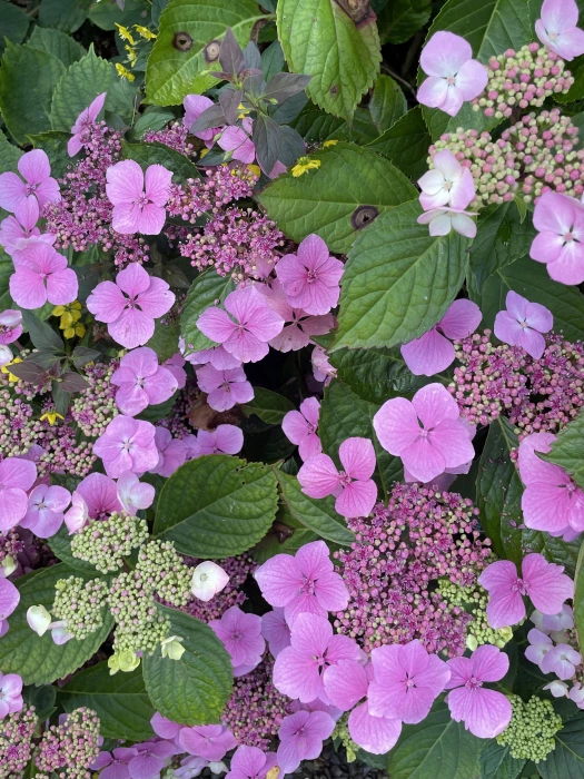 garden blog aug 24