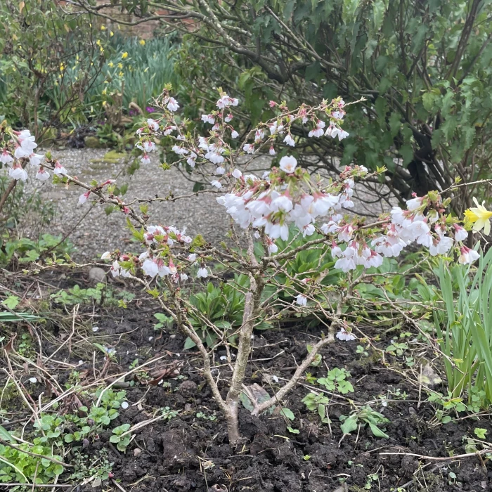 garden blog