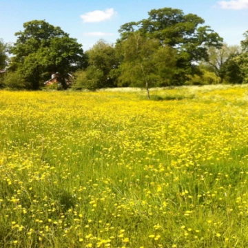 glebemeadow1