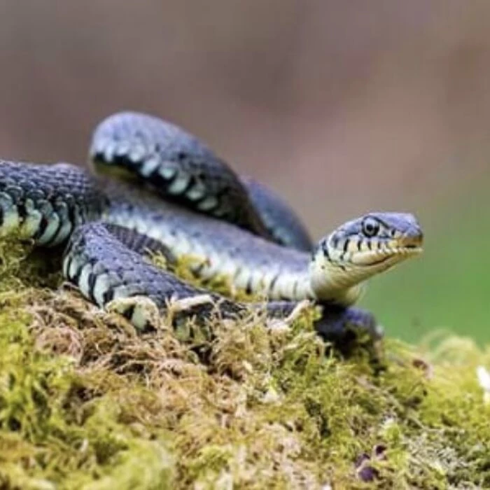 grass snake