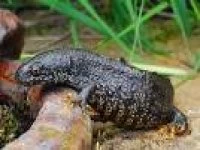 great crested newts