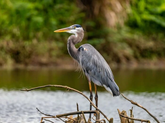 grey feather bird on brown wooden stick