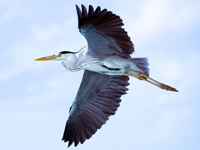 grey heron on the wing