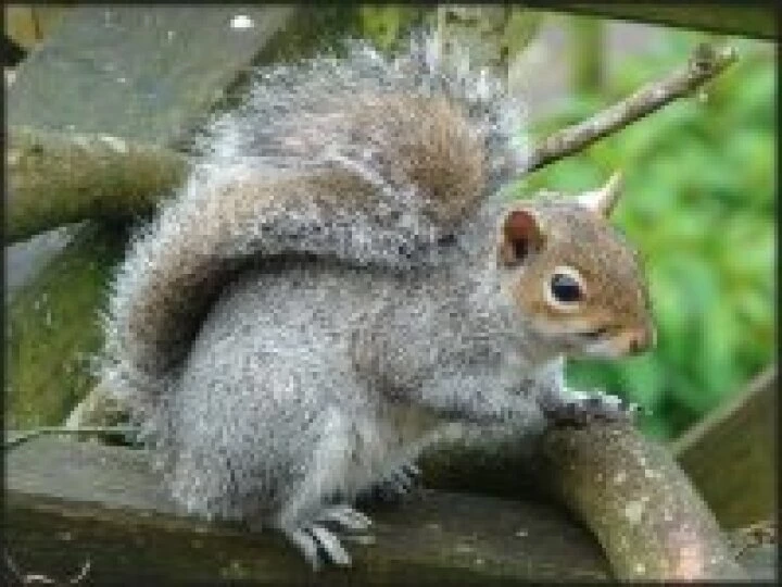 greysquirrel