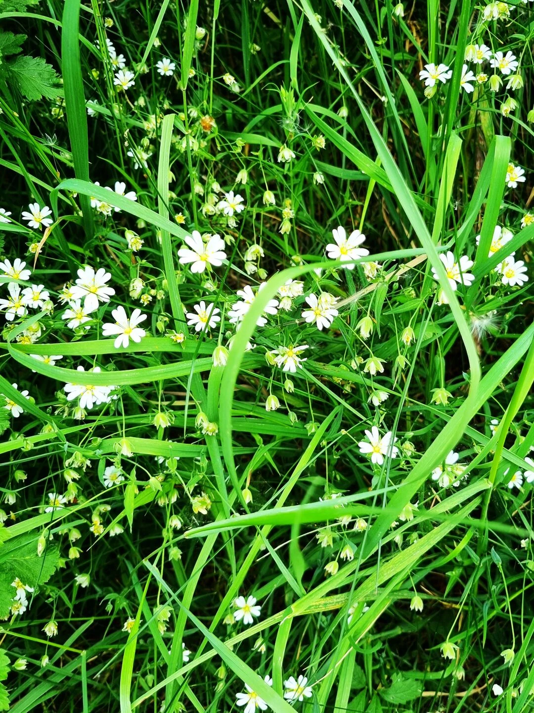 gt stitchwort