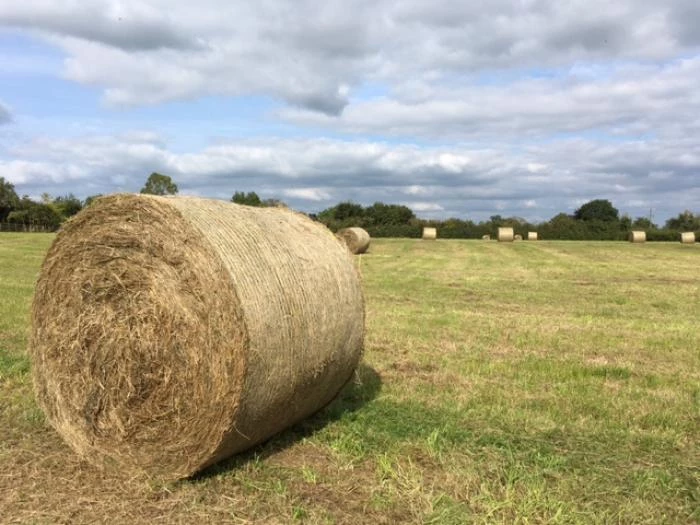haymaking-eastfield1