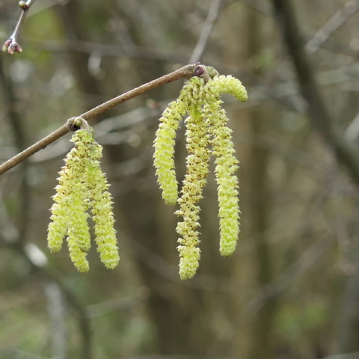 hazel catkins