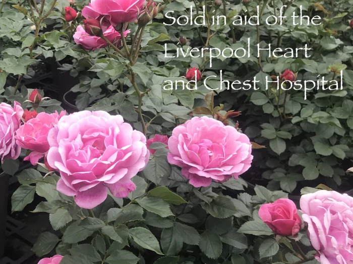 heartfelt thanks7 labelled with charity 2