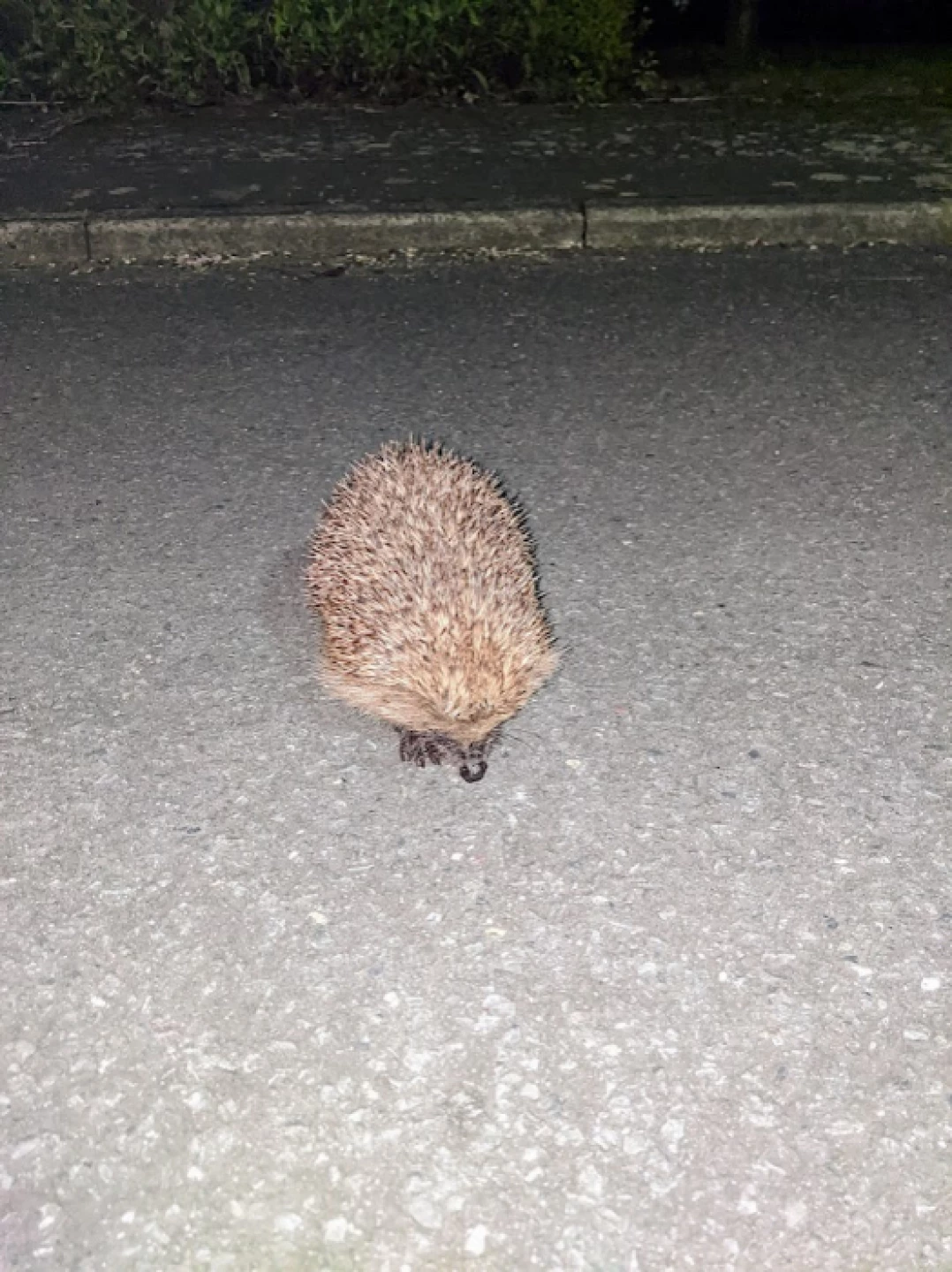 hedgehog