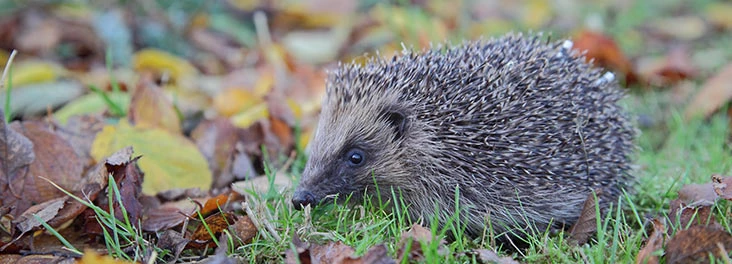 hedgehoginthegarden