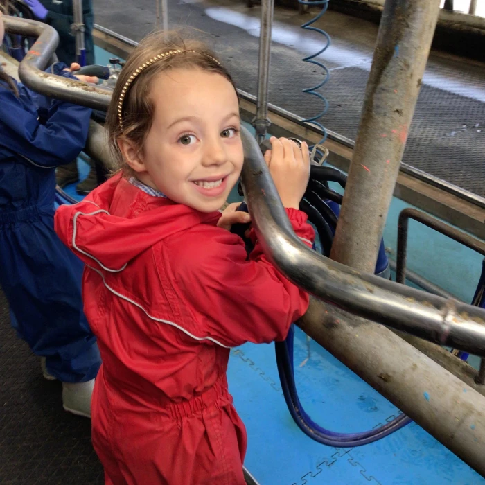 helping to milk the cows