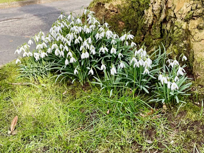 henbury snowdrops