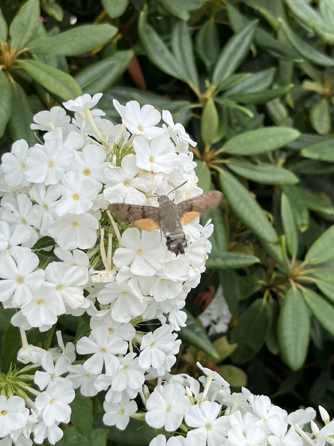 humming bird 2