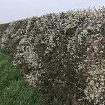 image1341blackthorn2