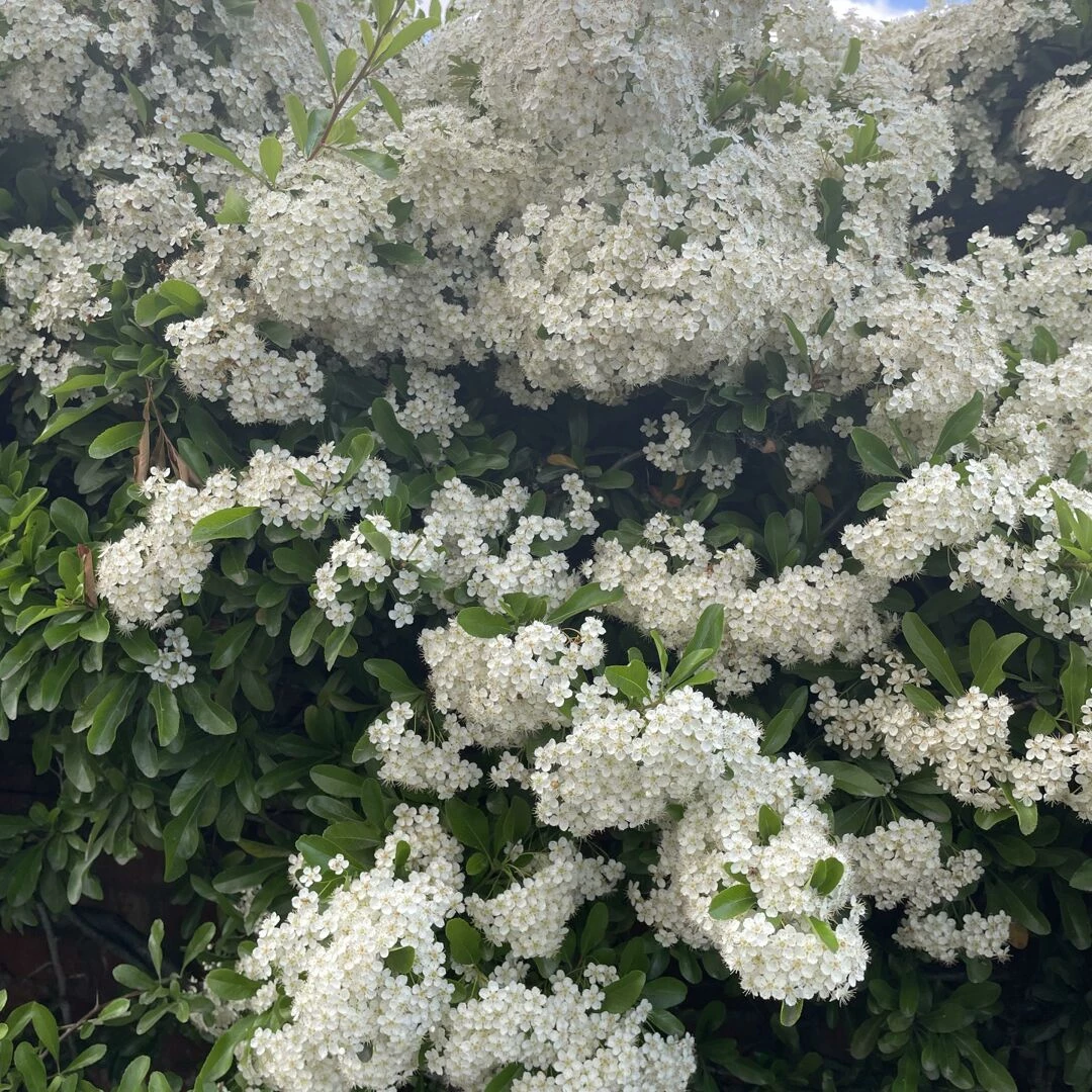 june garden 25